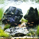 Layout 71 - Aqua Plants Hub