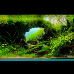 A Tropical Dream - Aqua Plants Hub