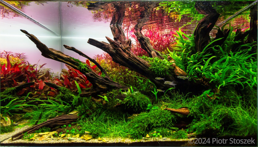 Tree of lost dreams - Aqua Plants Hub