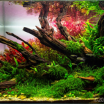 Tree of lost dreams - Aqua Plants Hub