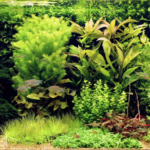 Big Dutch - Aqua Plants Hub