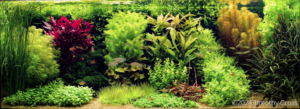 Big Dutch - Aqua Plants Hub