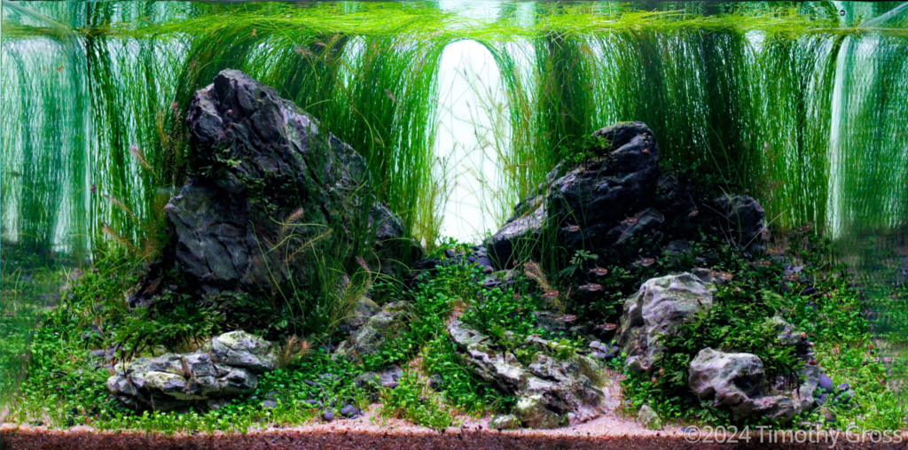 Finding Fireflies - Aqua Plants Hub