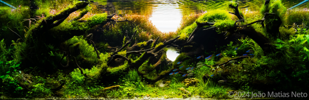 Fifth day of creation - Aqua Plants Hub