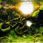 Fifth day of creation - Aqua Plants Hub