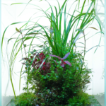 Fukinsei - Aqua Plants Hub