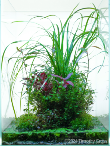 Fukinsei - Aqua Plants Hub