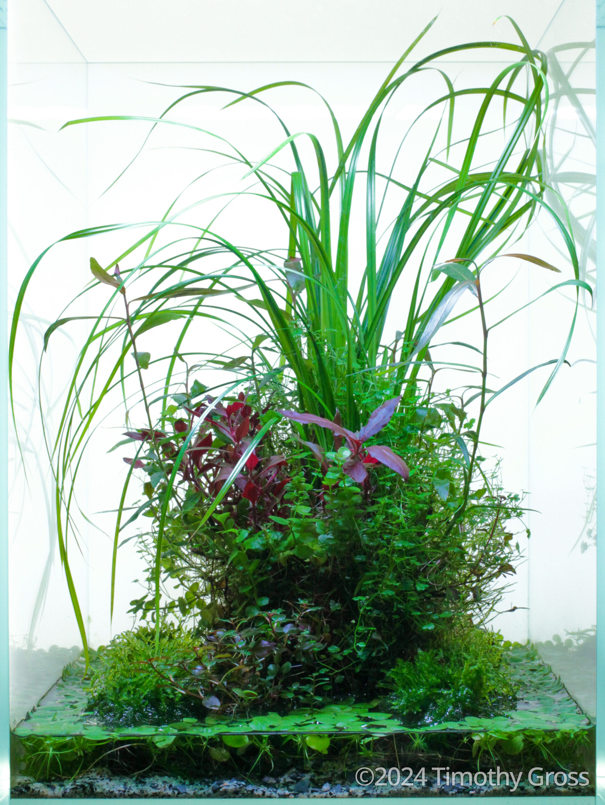 Fukinsei - Aqua Plants Hub