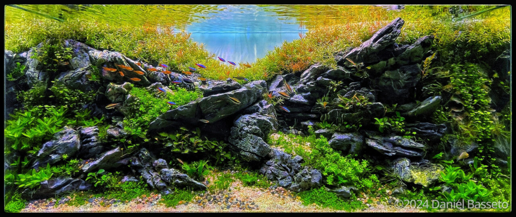 Petrified - Aqua Plants Hub
