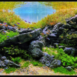 Petrified - Aqua Plants Hub