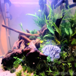 Layout 86 - Aqua Plants Hub