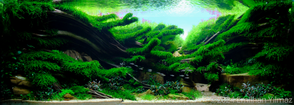 The Balance Of Nature - The Balance Of Nature (AGA 2024 #89) - Aqua Plants Hub