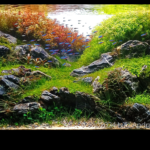 Early autumn in mountain valley - Aqua Plants Hub
