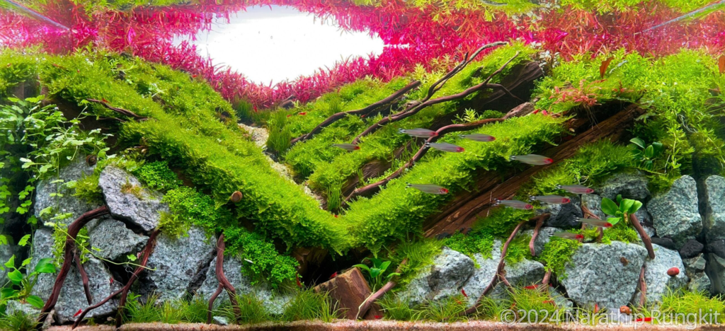 Valley of dream - Aqua Plants Hub