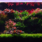 Rohendel - Aqua Plants Hub