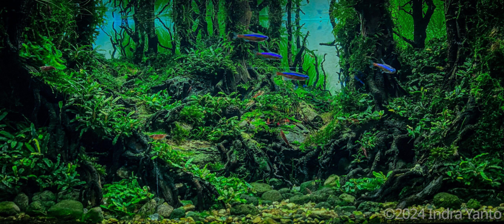 Wanakrama - Wanakrama (AGA 2024 #96) - Aqua Plants Hub
