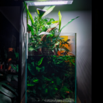 Lost world - Lost world (AGA 2024 #97) - Aqua Plants Hub