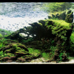 Great Wave - Aqua Plants Hub