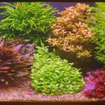 24 x 18 x 18 - Aqua Plants Hub