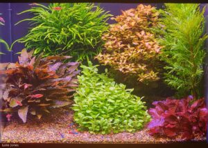 24 x 18 x 18 - Aqua Plants Hub