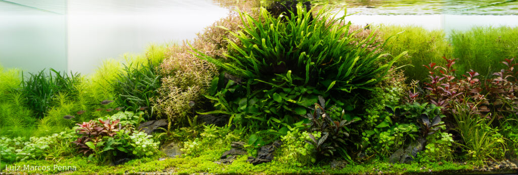 A Piece of a River - Aqua Plants Hub
