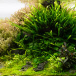 A Piece of a River - Aqua Plants Hub