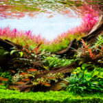 A Refreshing Outing - Aqua Plants Hub