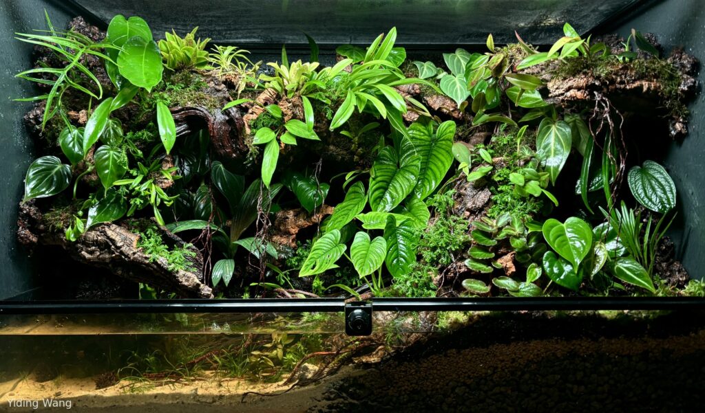 A Stream Passed - Aqua Plants Hub