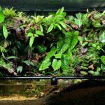 A Stream Passed - Aqua Plants Hub
