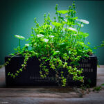 A Tale of Two Leaves - Aqua Plants Hub