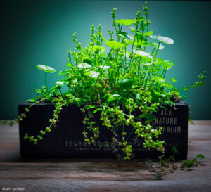 A Tale of Two Leaves - Aqua Plants Hub