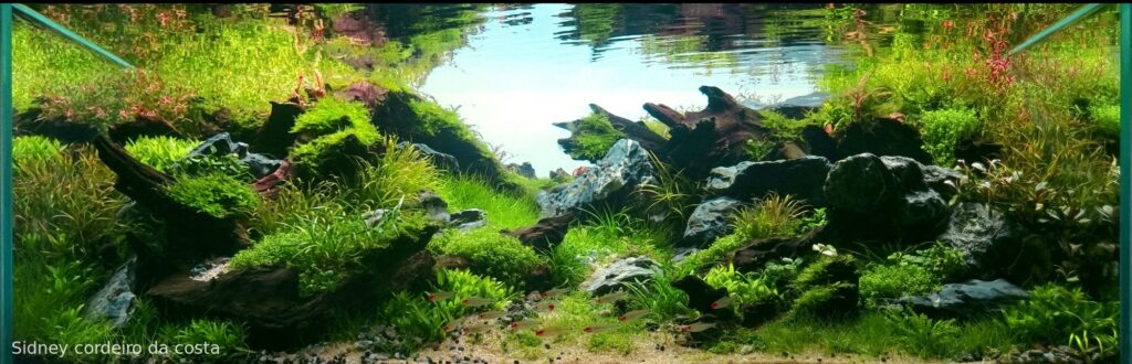 A lenda dos ipes - Aqua Plants Hub