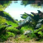 A lenda dos ipes - Aqua Plants Hub