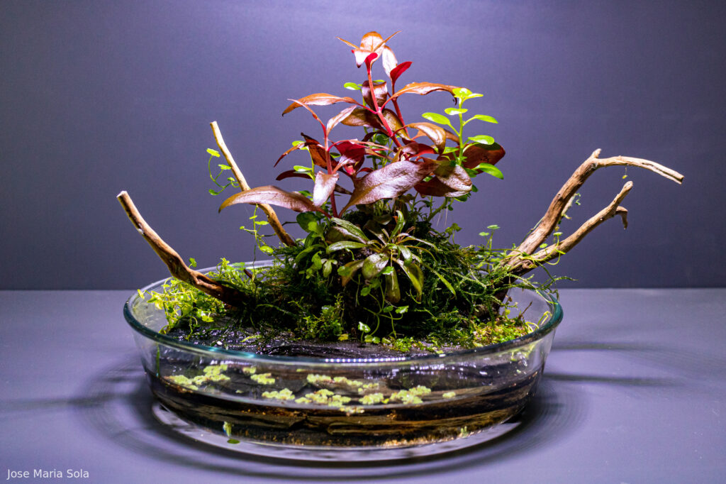 AKAI MORI - Aqua Plants Hub