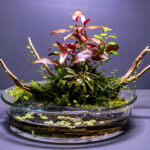 AKAI MORI - Aqua Plants Hub
