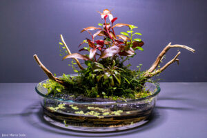 AKAI MORI - Aqua Plants Hub