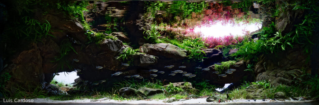 Abyss - Aqua Plants Hub