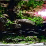 Abyss - Aqua Plants Hub