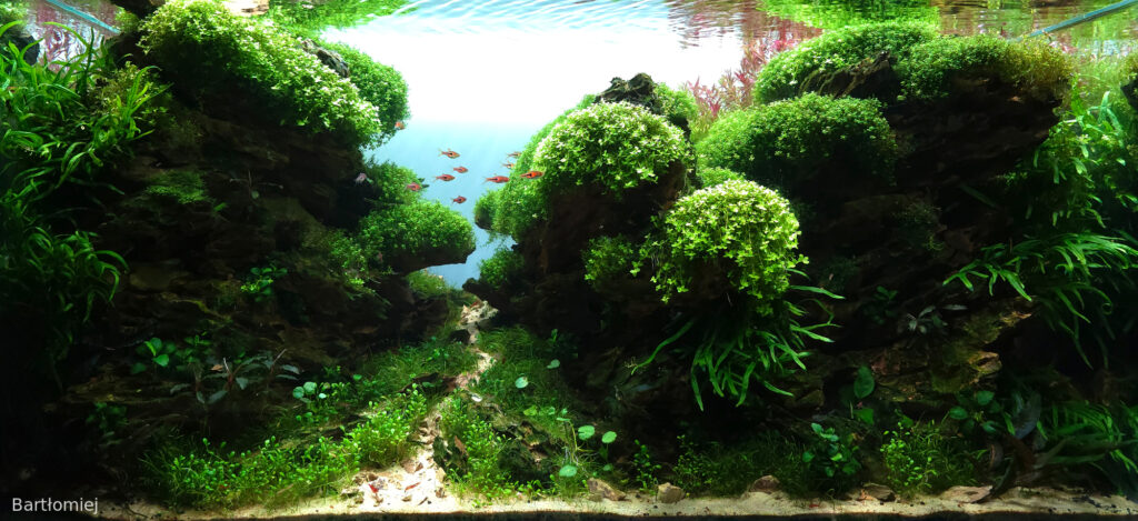 Across the silent rift - Aqua Plants Hub