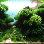 Across the silent rift - Aqua Plants Hub