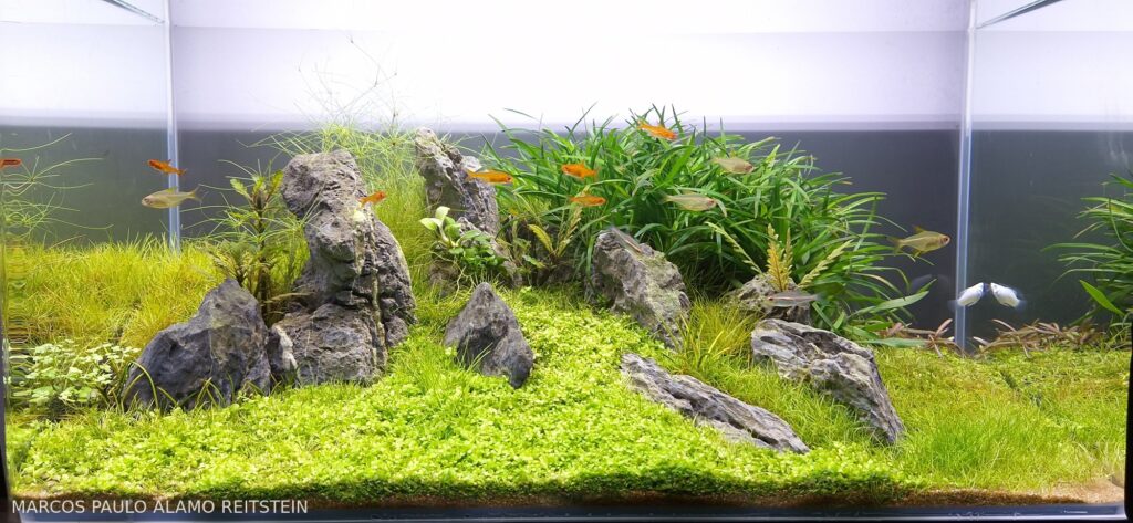 Agulhas Negras - Aqua Plants Hub