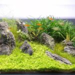 Agulhas Negras - Aqua Plants Hub
