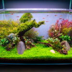 Along the clearing - Aqua Plants Hub