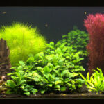 An Aerated Dutch - Aqua Plants Hub