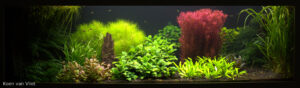 An Aerated Dutch - Aqua Plants Hub