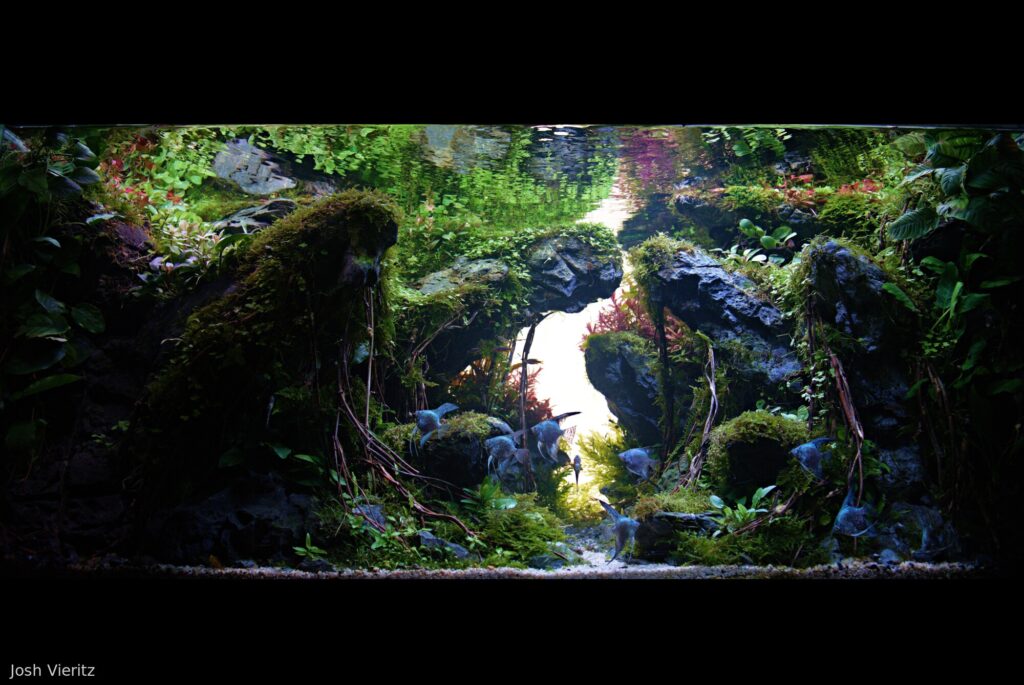 Angel Cove - Aqua Plants Hub