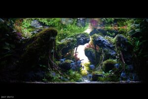 Angel Cove - Aqua Plants Hub