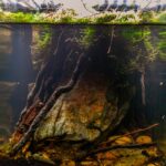 Another Sulawesi - Aqua Plants Hub