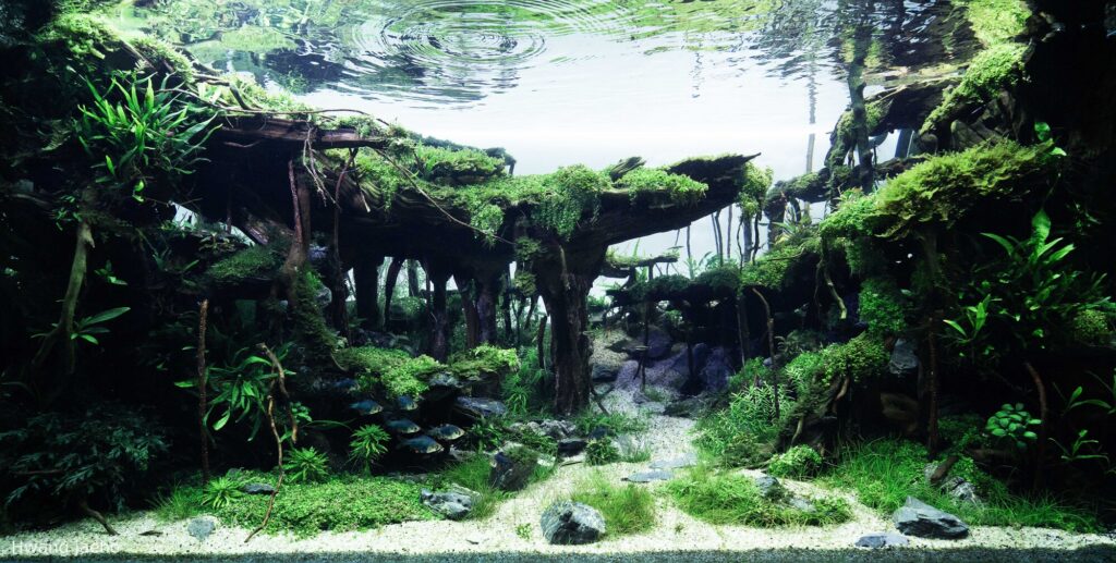 Aqua Claudia - Aqua Plants Hub