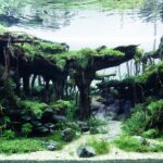 Aqua Claudia - Aqua Plants Hub